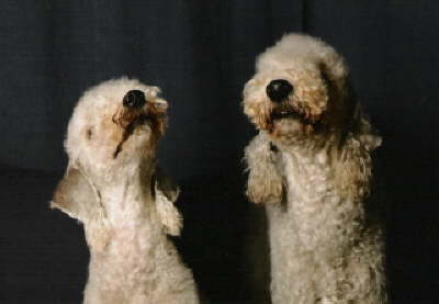 Snukks Hundeforum
