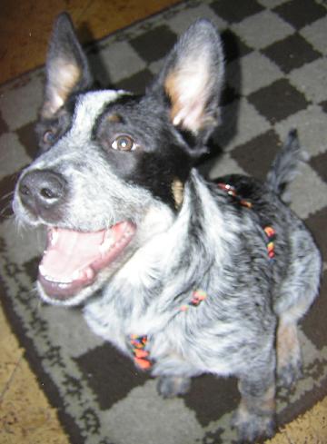 Snukks Hundeforum