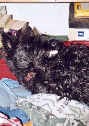 Snukks Hundeforum