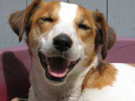 Snukks Hundeforum