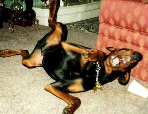Snukks Hundeforum