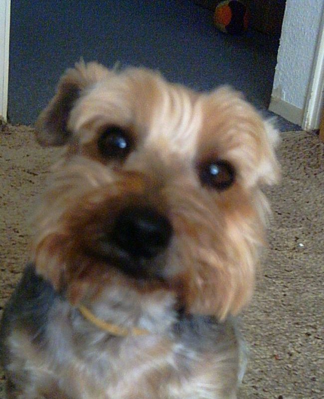 Snukks Hundeforum
